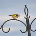 Goldfinch