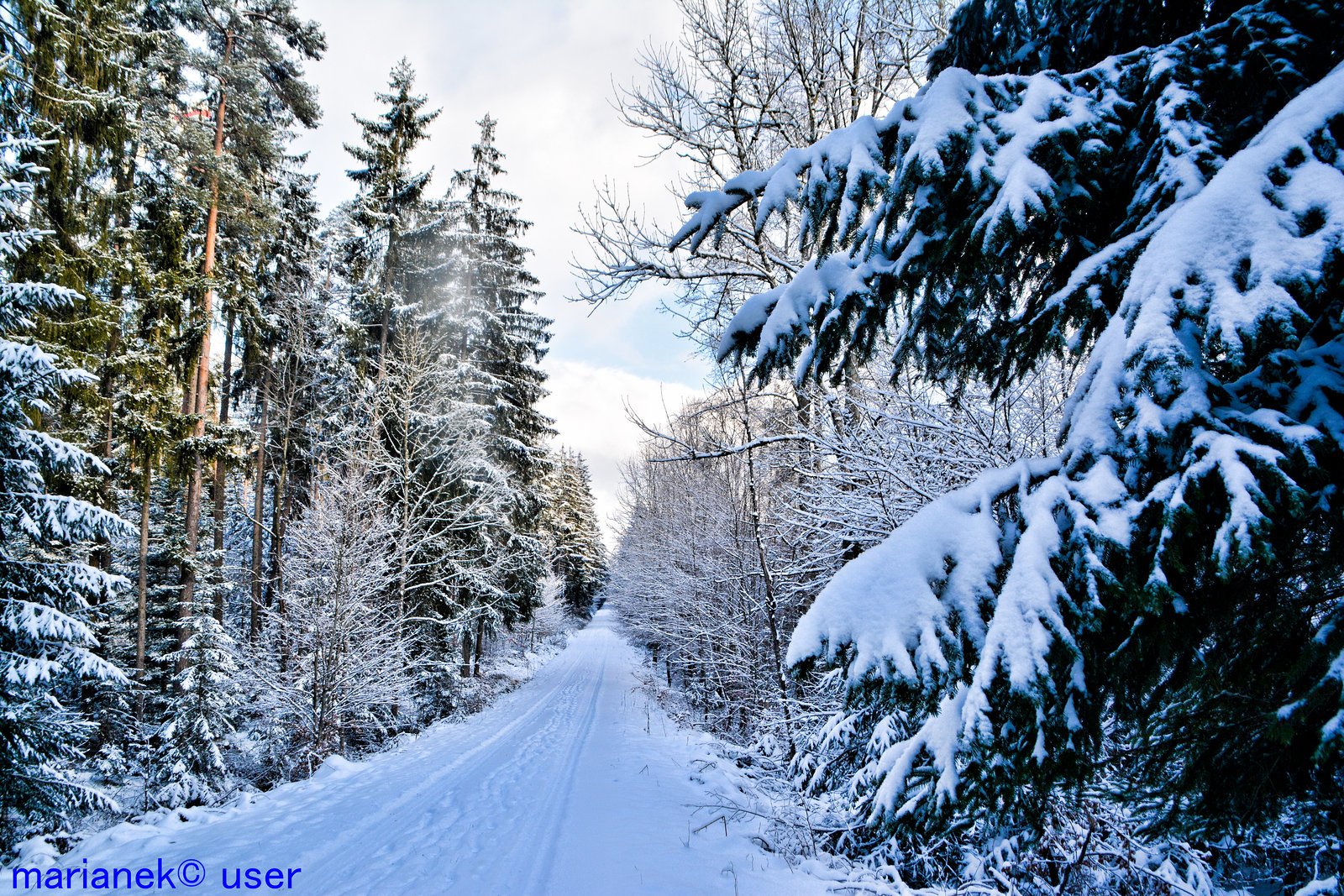 Schneewald