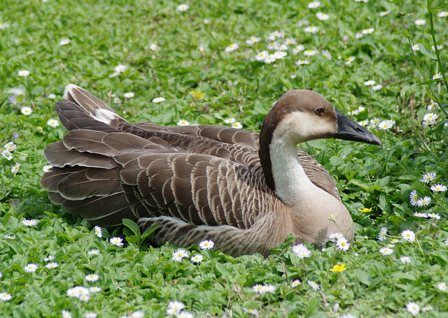 Brown goose