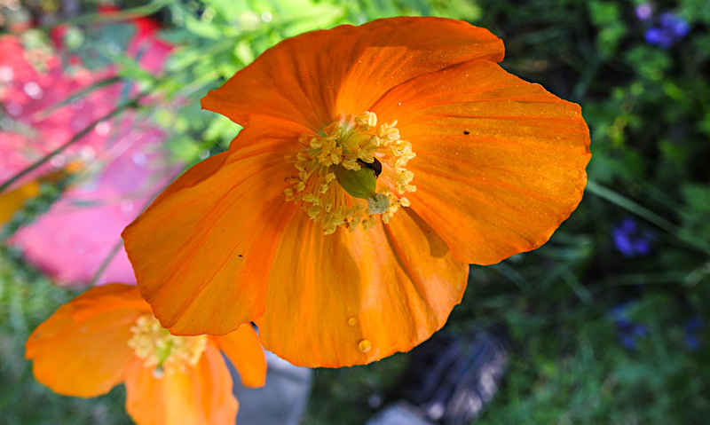 20210609 0579CPw [D~LIP] Mohn, Bad Salzuflen