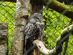 20220422 0611CPw [D~HF] Habichtskauz (Strix uralensis), Herford