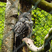 20220422 0611CPw [D~HF] Habichtskauz (Strix uralensis), Herford