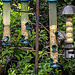 20220529 1136CPw [D~LIP] Kohlmeise, Star, Bad Salzuflen