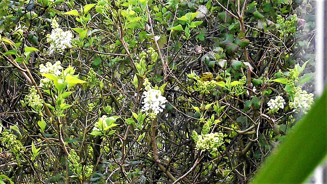 The white lilac is first of the lilacs to bloom