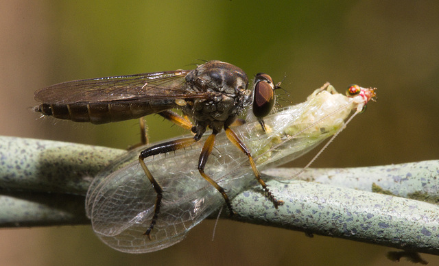 IMG 8207 Robberyfly-1