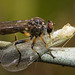 IMG 8207 Robberyfly-1