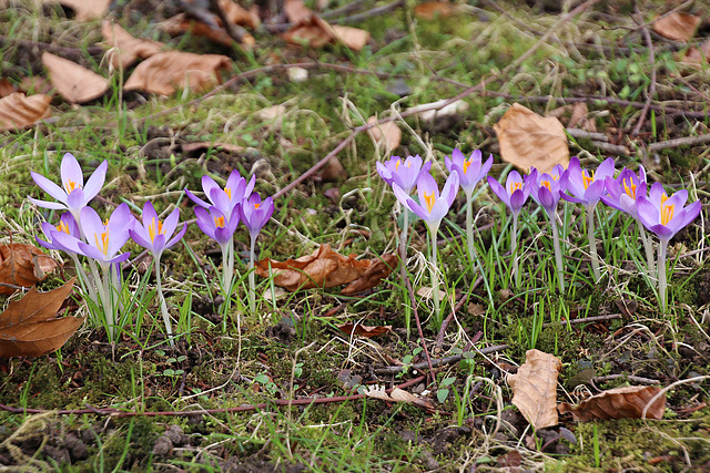 Krokusse aus dem Winterschlaf erwacht