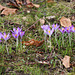 Krokusse aus dem Winterschlaf erwacht