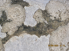 Lichen
