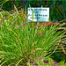Orchid Plants 29