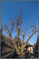 HFF - Die Hammerlinde stirbt HFF - Die Hammerlinde stirbt