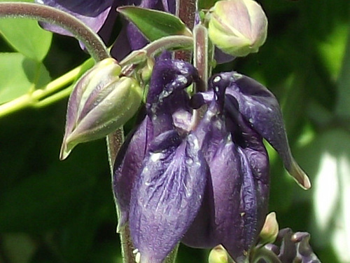 The sun on the flower shows the lovely colour