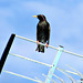 Starling on an Aerial