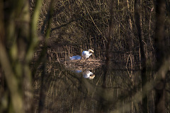 20150406 7607VRAw [D~SHG] Höckerschwan (Cygnus olor), Baggersee, Rinteln