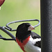 Rose-breasted Grosbeaks