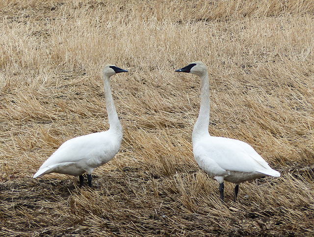 Trumpeter Swans, Frank Lake area