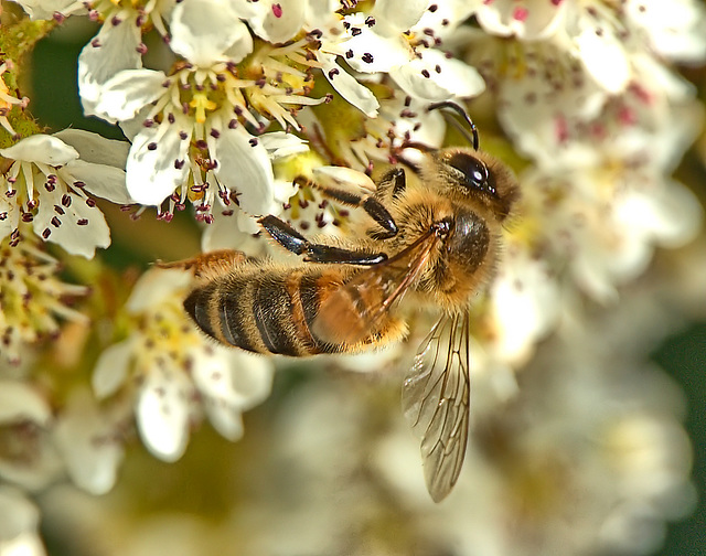 Bees In The Tree!!