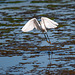 Little egret take off