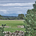 Yorkshire near Leyburn