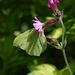 Brimstone Butterfly and Red Campion