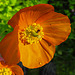 20210609 0581CPw [D~LIP] Mohn, Käfer, Bad Salzuflen