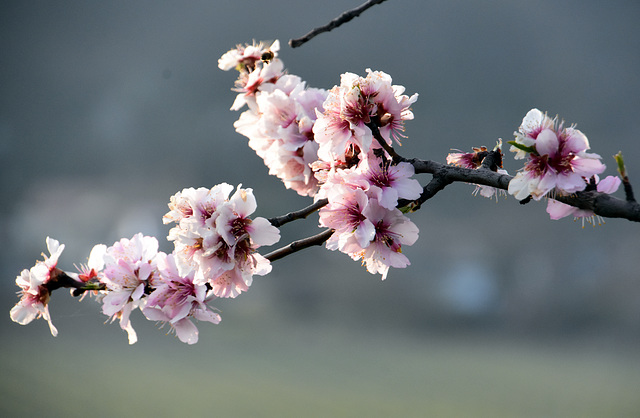 Mandelblüte in Gimmeldingen 2022