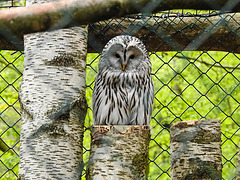 20220422 0612CPw [D~HF] Habichtskauz (Strix uralensis), Herford