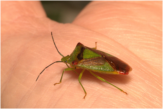 IMG 9441 -1HawthornShieldBug