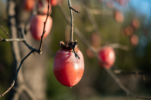 Ripe persimmon