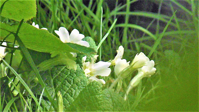 The first of the primroses in the grass