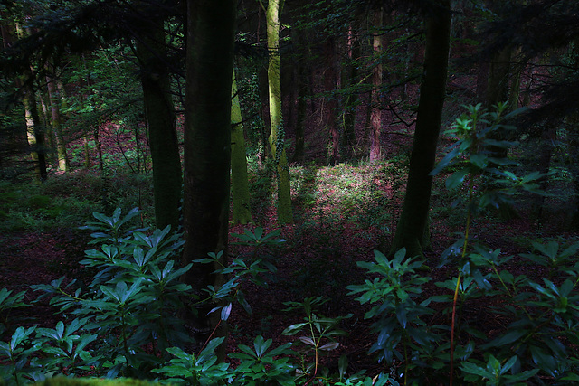 Dans les profondeurs d'une forêt en Bretagne .