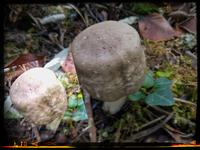 Mushroom type for the first time seen in my garden