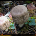 Mushroom type for the first time seen in my garden