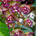 Orchid Plants 30