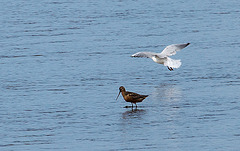 20140907 4823VRAw [NL] Pfuhlschnepfe (Limosa lapponica), Möwe, Terschelling