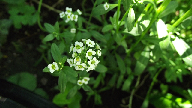 New little flower in the garden