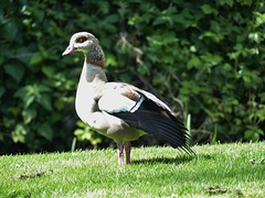 Egyptian Goose (1) - 9 May 2015