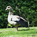 Egyptian Goose (1) - 9 May 2015