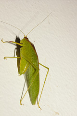 IMG 7545cricket