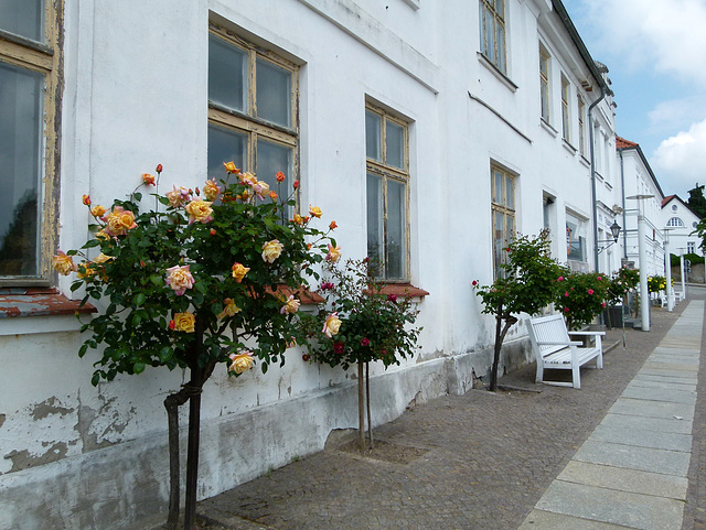 Rosen an jedem Haus in Putbus