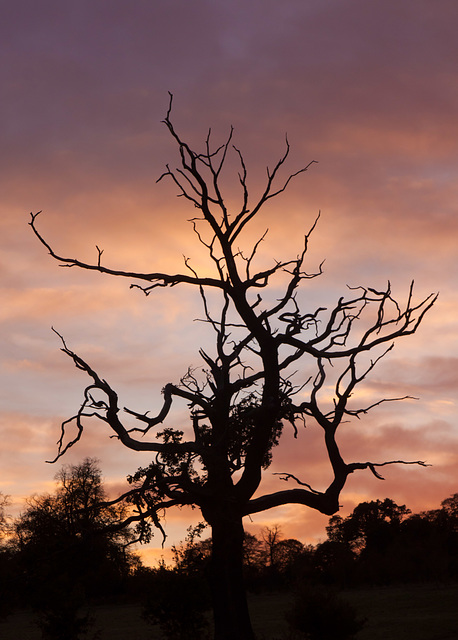 Sunset tree