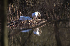 20150406 7608VRAw [D~SHG] Höckerschwan (Cygnus olor), Baggersee, Rinteln