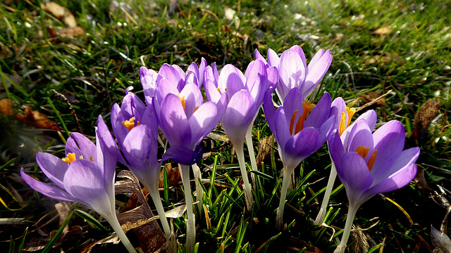 Krokusse im Gegenlicht