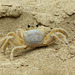 Cutie on the beach - Atlantic ghost crab / Ocypode quadrata?
