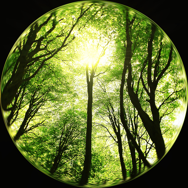 Woodland canopy in spring