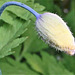 The Californian Poppy is ready to explode out of its pod