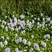 Water Hyacinth, Nariva Swamp