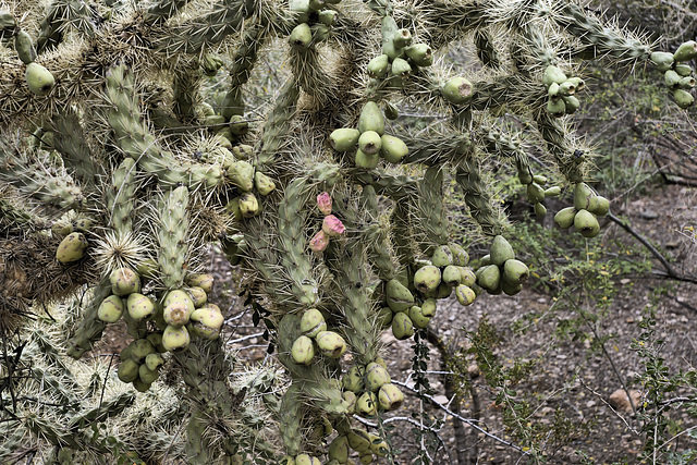 Cactus Fruit, #1 – Desert Botanical Garden, Papago Park, Phoenix, Arizona