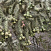 Cactus Fruit, #1 – Desert Botanical Garden, Papago Park, Phoenix, Arizona