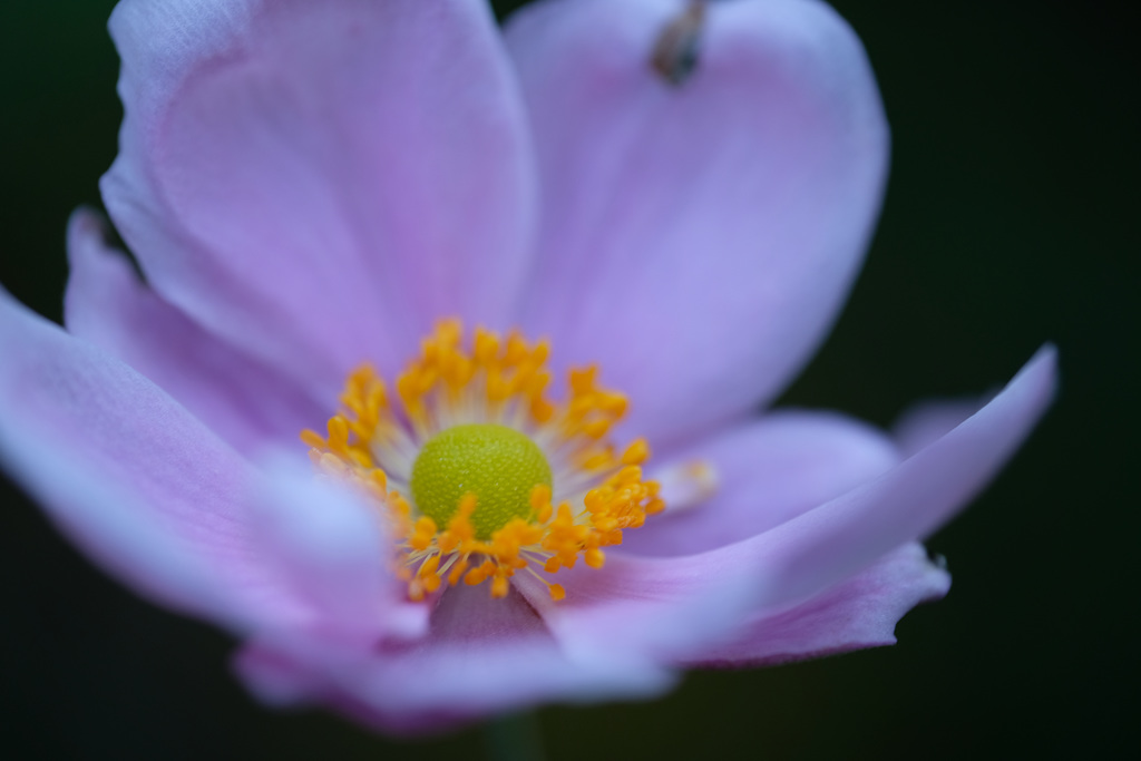 DSCF9599